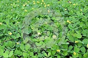 Green and yellow Arachis pintoi nature background