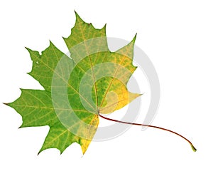 Green and yellow autumn maple leaf isolated on white background