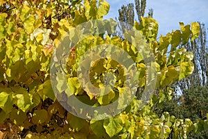 Green and yellow autumnal foliage of cercis canadensis in October