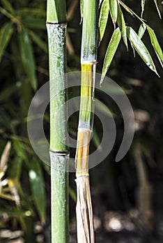 Green and yellow Bamboo canes