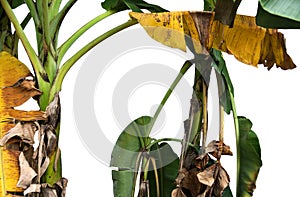 Green and yellow banana leaf , green tropical foliage texture isolated on white background of file with Clipping Path