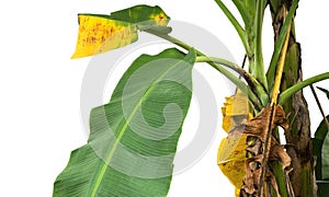 Green and yellow banana leaf , green tropical foliage texture isolated on white background of file with Clipping Path