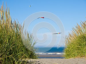 Green and Yellow Beach Grass with Kites