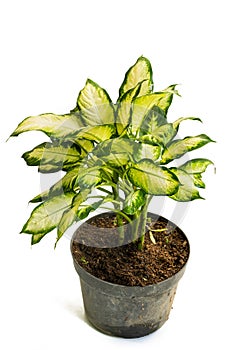 Green yellow and beautiful potted Dieffenbachia Tissue plants