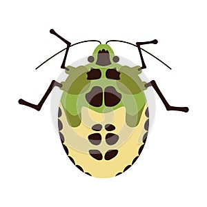 Green and yellow beetle top view isolated on a white