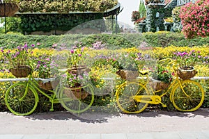 Green and yellow bicycles decorated with colourful flowers in the pots