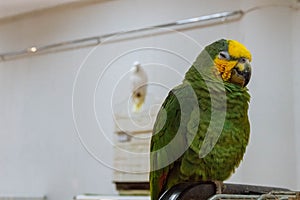 Green-and-yellow big parrot