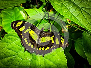 Green, yellow and black butterfly on a green leaf. Philaethria dido, scarce bamboo page or dido longwing butterfly photo