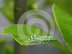 Caterpillar larvae on a leaf