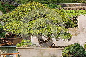 Green and yellow bonsai tree in the Liu Garden