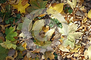 Green, yellow and brown fallen leaves covering the ground