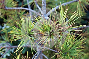 Green, Yellow and Brown Pine Needles on Branches of a Nisbet`s Gold Scotch Pine Tree