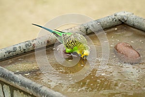 Green and yellow Budgerigar, Melopsittacus undulatus, drinking from iced water