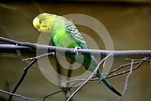 Green and yellow budgerigar perched on branch