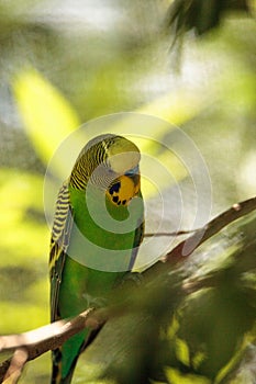 Green and yellow Budgie Bird Melopsittacus undulatus