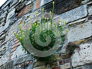 Green and yellow wildflower plant growing out of stone wall cracks