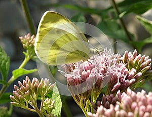 Green yellow butterfly