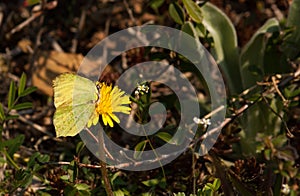 Green/yellow butterfly on a yellow flower