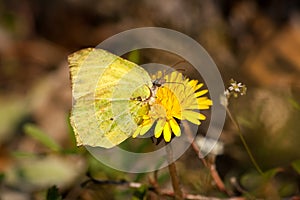 Green/yellow butterfly on a yellow flower