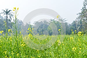 Green yellow Canola field and tree in a scenic agricultural landscape in rural Bengal, North East India. A typical natural scenery