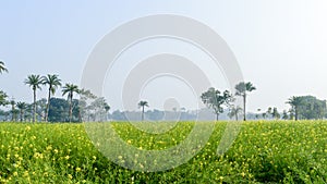 Green yellow Canola field and tree in a scenic agricultural landscape in rural Bengal, North East India. A typical natural scenery