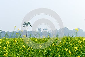 Green yellow Canola field and tree in a scenic agricultural landscape in rural Bengal, North East India. A typical natural scenery