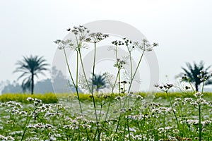 Green yellow Canola field and tree in a scenic agricultural landscape in rural Bengal, North East India. A typical natural scenery