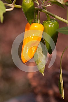 Green and yellow chilli peppers
