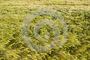 Green-yellow color wheat field texture