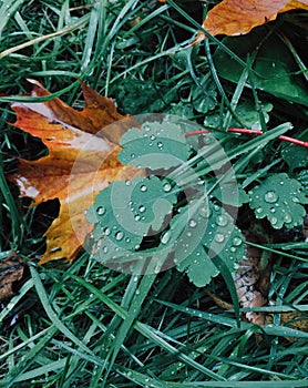 Green and yellow colours. Autumn leaves on green grass with dew. October time. Vertical shot. Beautiful season. Nature concept