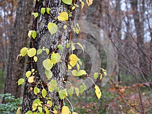 Green and Yellow Creepers Leaves