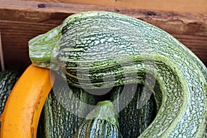 Green and Yellow Crookneck Squash