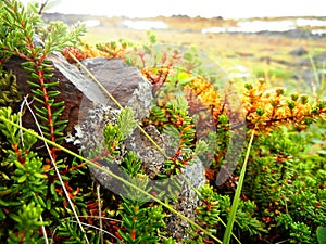 Green and yellow crowberry plants surrounding a rock photo
