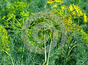 Green and yellow dill plant closeup. organic food production