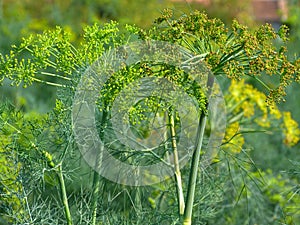 Green and yellow dill plant closeup. organic food production