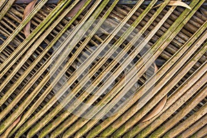 A green yellow dry branches palm leaves. intersecting lines. natural surface