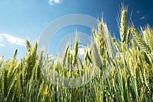 Green and yellow ears of triticale against the sky