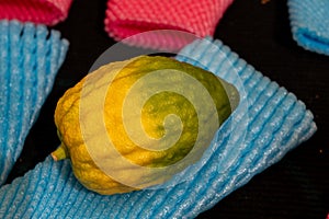 A green and yellow etrog or citron fruit used in the ritual observance of the Jewish holiday of Sukkot