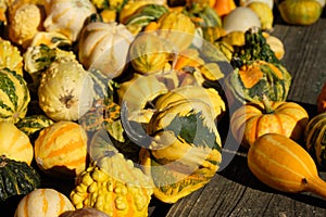 Green and yellow fall gourds in the bright sun