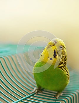 Green and Yellow Female Budgie Looking Curiously Upwards