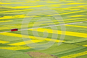 Green and yellow field