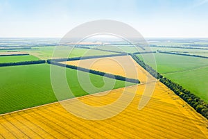 Green and yellow fields above aerial view