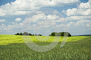 Green and yellow fields of cereals and coppice