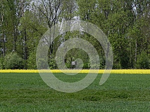 Green and yellow fields