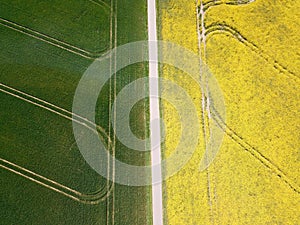 Green and yellow fields from sky with road in the middle