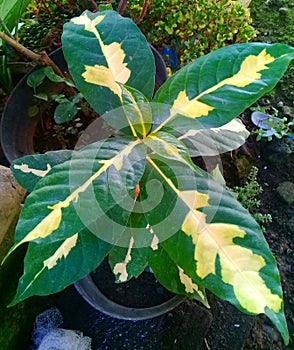 Green and yellow flower leaves in the garden in front of the house 1