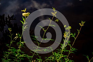 Green yellow flowers, thin grass on the backdrop of blue water of the park pond with reflections. Grassy shore in warm light of su