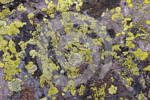 Green and yellow fungus formed on the rock surface