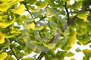 Green and yellow ginkgo leaves on a tree