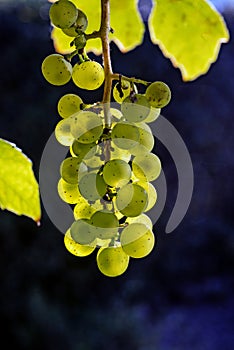 Green-Yellow grapes in a vineyard